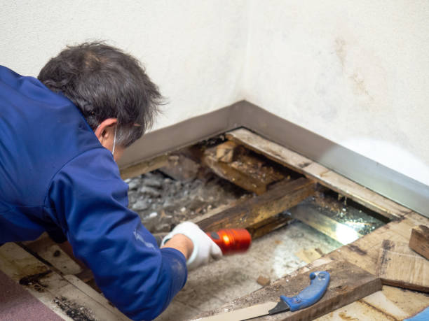 Best HVAC Mold Remediation in Mante, CA