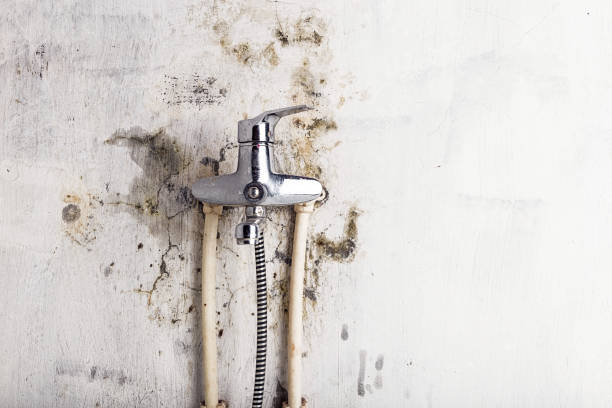 Best White Mold Remediation in Mante, CA