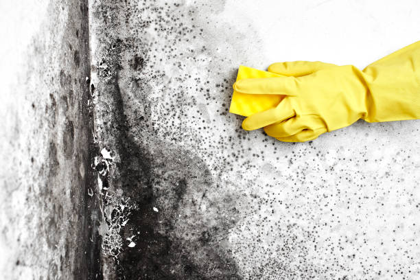 Best Residential Mold Remediation in Mante, CA