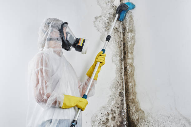 Best Mold Testing and Inspection Services in Mante, CA