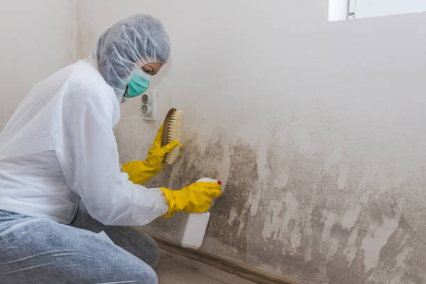 Best Residential Mold Remediation in Mante, CA