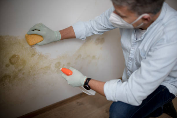 Best Crawl Space Mold Remediation in Mante, CA