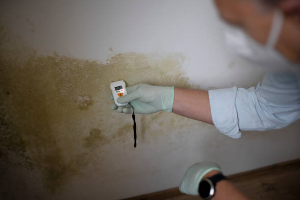 Best HVAC Mold Remediation in Mante, CA