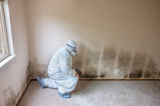 Professional Mold Remediation in Manteca, CA